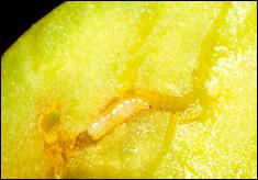 Zeytin Sineği'nin larvası